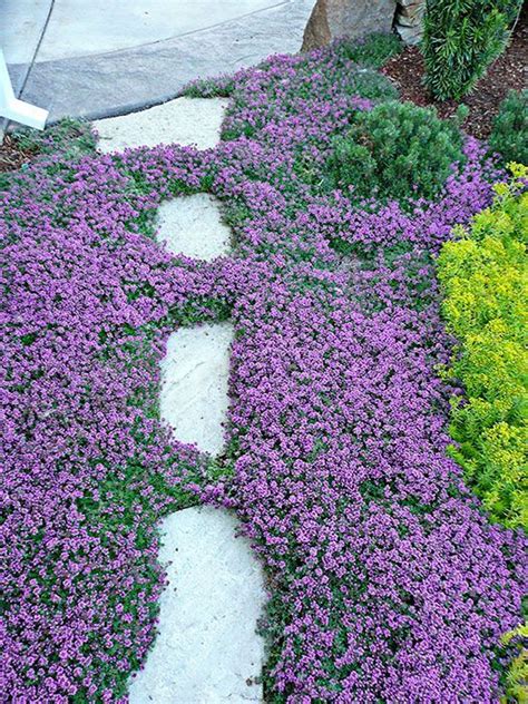 The History and Folklore Behind Creeping Thyme Seeds
